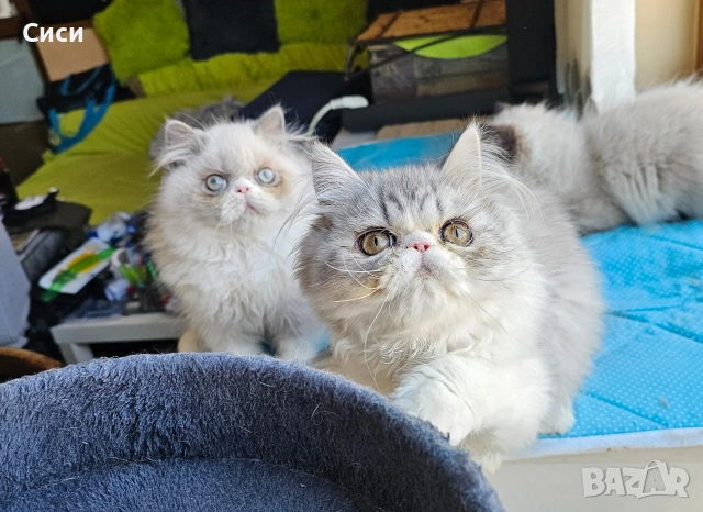 Персийски котенца , снимка 4 - Персийска - 55243080