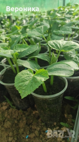 Предлагам разсад красивици , тиквички,диня , пъпеши , снимка 7 - Разсади - 54238563