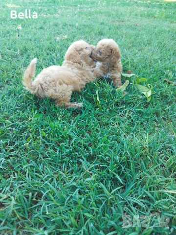 Малтипу/Maltipoo, снимка 9 - Пудели - 55166935