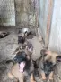 продавам белгийски овчарки, снимка 6