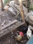 Продавам яйца за лупене, снимка 1