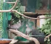 Продавам работещ чифт гвинейски гълъби, снимка 2