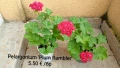 Сортово мушкато Pelargonium Plum Rambler / Зонално мушкато , снимка 1