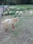 Продавам пръчове за разплод , снимка 1