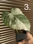 Monstera Albo Variegata (Монстера Албо Вариегата), снимка 5