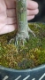 бонсай японски клен bonsai Acer palmatum , снимка 3