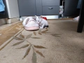 Подарявам коте за осиновяване, снимка 2