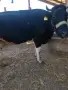 продавам млечна крава , снимка 1