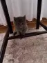 Британски сиви котенца , снимка 3