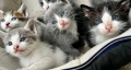 Подарявам малки котенца на  1 месец, снимка 7