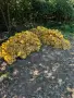 Предлагам пресни картофи сорт - Сорая, снимка 1