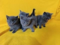 Котета - порода Руска синя котка !, снимка 4