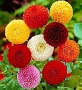 БЕГОНИЯ и ДАЛИЯ - Грудки - 20 % от посочените цени, снимка 2