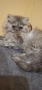 персийски котенца , снимка 4