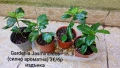 Гардения Gardenia Jasminoides, снимка 1