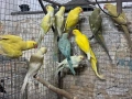 продавам малки александри, снимка 1
