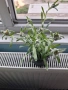 Leontopodium alpinum - Еделвайс с цвят, снимка 1