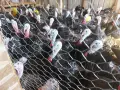 Продавам домашно отглеждани пуйки , снимка 3
