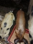 продавам прасета, снимка 1