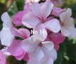 Комплект Мушкато - 10 бр - 10 цвята, снимка 10