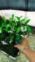 Жасмин, Trachelospermum Jasminoides, вечнозелен, студоустойчив, снимка 11