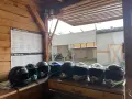 Каски - комплект 20 броя , снимка 1