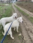 Дого Аржентино / Dogo argentino , снимка 8