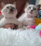 Две момичета и едно момче, снимка 2