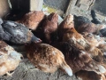 Продавам кокошки 3€ бр., снимка 3
