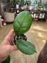 Hoya Хоя Svetlana , снимка 3