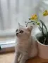Британско късокосместо коте, снимка 1