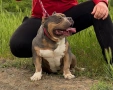 Американско були ПОКЕТ / American bully POCKET, снимка 6