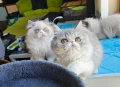 Персийски котенца , снимка 4