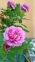 Роза Флорибунда Kordes® shocking blue , снимка 4