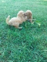 Малтипу/Maltipoo, снимка 9