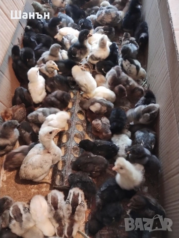 Продавам пиленца Струмски стандарт, снимка 5 - други­ - 54280248