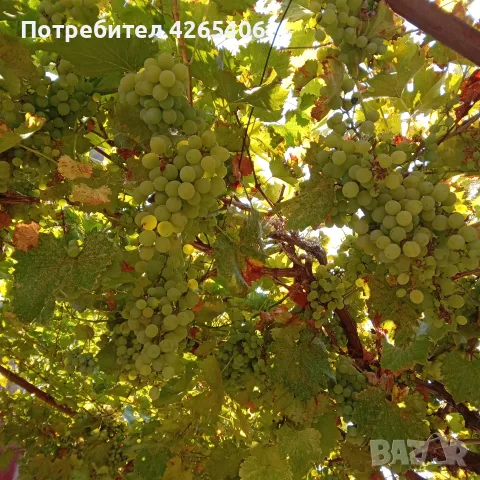 Бяло и Черно грозде за вино и ракия