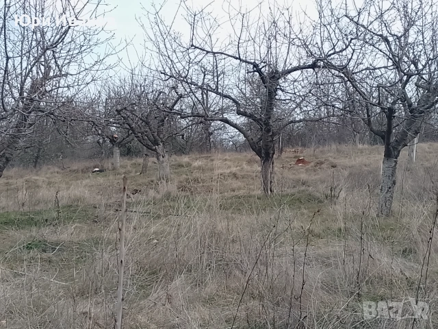 Овощна градина в с.Соволяно , снимка 6 - Земеделска земя - 53395499