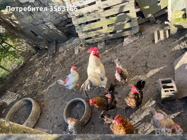 Кокошки носачки, снимка 5 - Кокошки и пуйки - 54986002