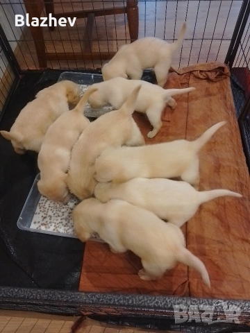 Лабрадор ретривър , снимка 10 - Лабрадор ретривър - 54367430