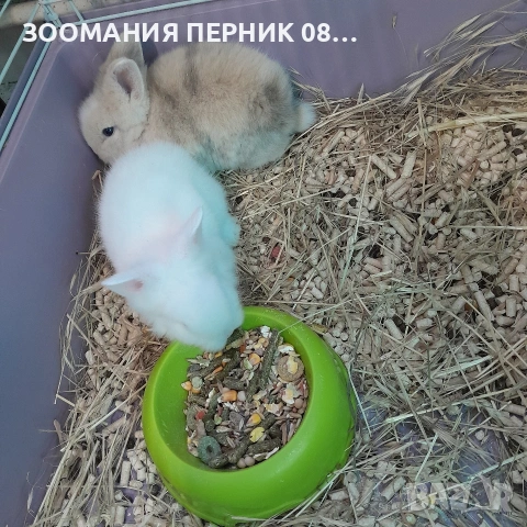 декоративни зайчета порода Лъвска , снимка 2 - Декоративни зайчета - 54162861