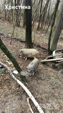 виетнамски прасета, снимка 8 - Прасета - 54004355