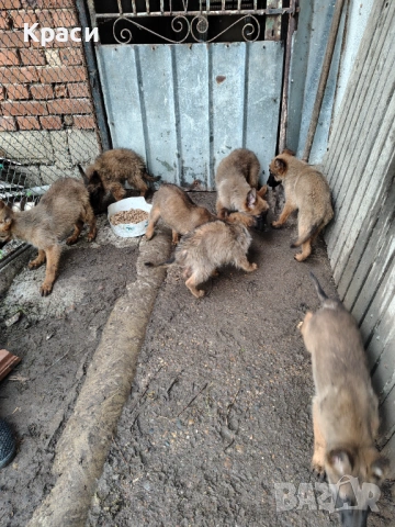 Белгийска овчарка , снимка 2 - Други - 53852301