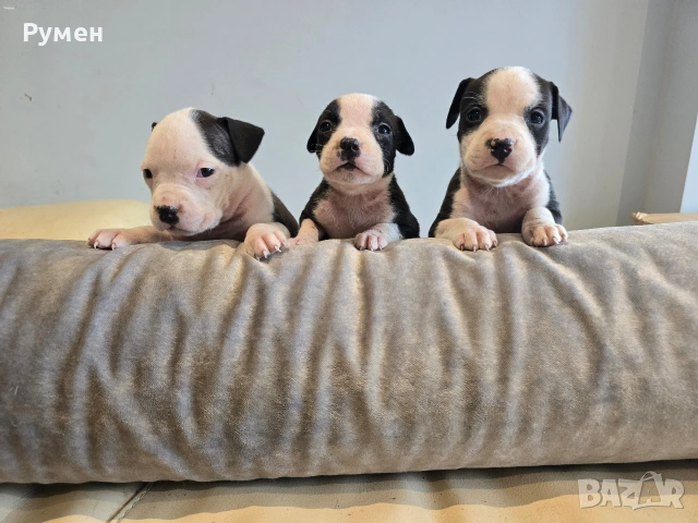 Американски стафордшир териер , снимка 7 - Американски стафордширски териер - 53970216