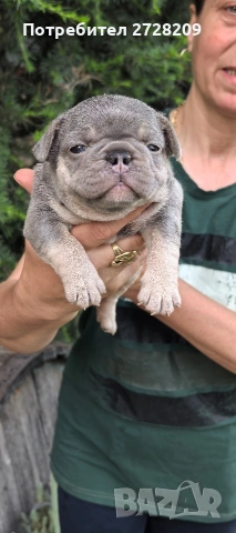Френски булдог/French Bulldog , снимка 7 - Френски булдог - 54656690