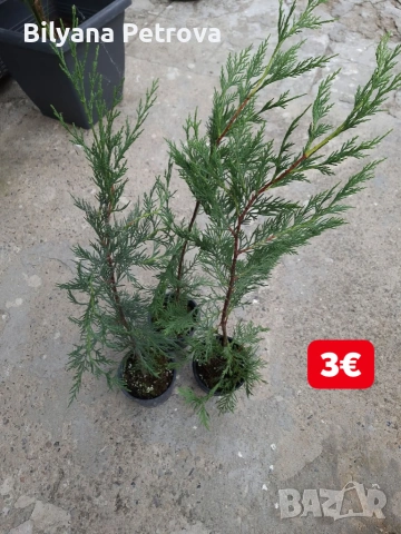 Лейландски кипарис 
