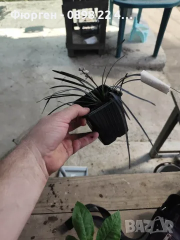 Черен офиопогон (Ophiopogon planiscapus 'Nigrescens'), снимка 5 - Разсади - 55335795