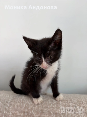 МЪЖКО КОТЕНЦЕ Търси дом, снимка 4 - Други - 55142831
