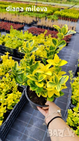 Евонимус Ауреа, Euonymus Japonica Aurea, снимка 6 - Градински цветя и растения - 54458056