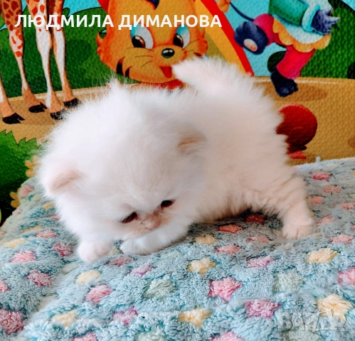 Персийско хималайско мъжко със сини очи. , снимка 9 - Персийска - 54333631